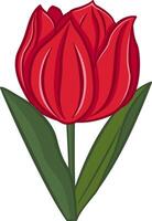 Tulip flower. Spring Flower. Illustration of a Blooming Red Tulip with Leaves. Design for cards, posters, textiles and more vector