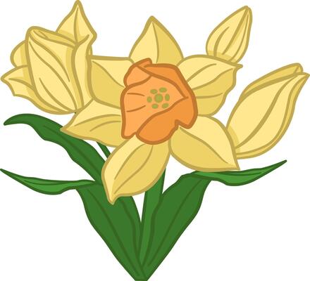 Narcissus flowers. Spring flowers. Illustration of Blooming Yellow Daffodils with Leaves. Design for cards, posters, textiles and more