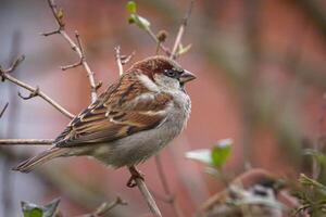 Sparrow silent set on the tree branch photo