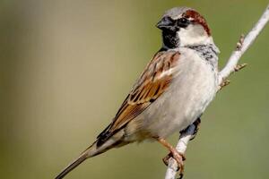 Smart Sparrow Perched Tales from the Observant Branch photo