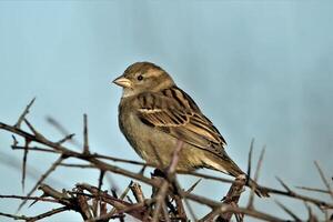A sparrow rests silently on a dry branch photo