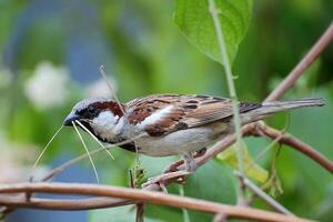 Curating the Perfect Materials for Sparrow Nests photo