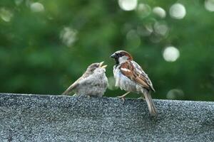 The Affection of the Sparrow's Kid photo