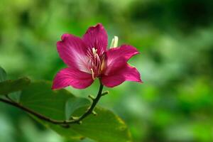 The Enchanting Elegance of the Pink Hollyhock Flower photo