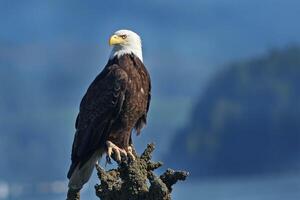 The Eagle King of the Sky with Sharp Eyes photo
