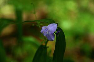 The Enigmatic Journey of Blue Forest Flower Buds photo