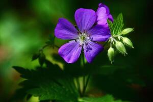 Exploring the Enchanted Blue Forest Flower photo