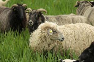 Happy sheep on a farm close-up, farm animals, animals on a green meadow photo
