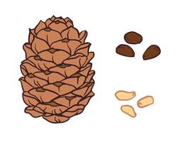 pine cone with pine nuts, light brown textured cone and darker smooth nuts in doodle style. Isolated illustration for package, poster, menu, recipe, cookbook, banner design vector