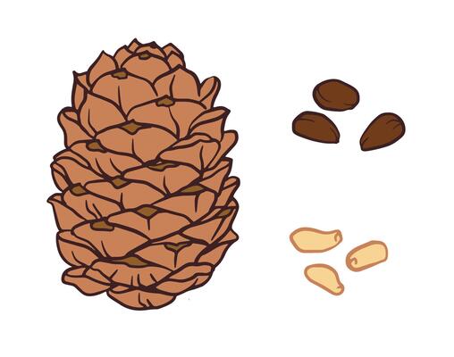 pine cone with pine nuts, light brown textured cone and darker smooth nuts in doodle style. Isolated illustration for package, poster, menu, recipe, cookbook, banner design