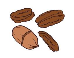 pecan nuts, including whole nuts, a cracked one, and shells, all brown and oval, casually arranged for package, menu, recipe, cookbook design. vector
