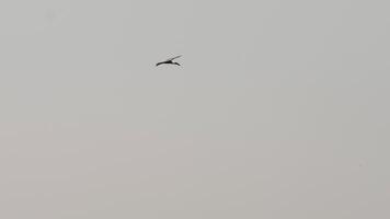 Low angle view of bird of prey flying against sky. White stork in flight video