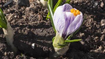 Timelapse of spring lilac flower crocus blooming. Bud opening and closing in the sun. Spring primrose in the garden video