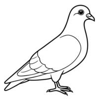 pigeon image, illustration line art vector
