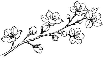 set of pen drawing a branch of a cherry tree in blossom, illustration line art vector
