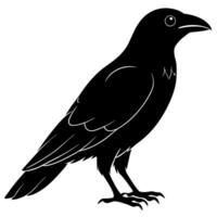 an image of common raven silhouette with a white background, illustration line art vector