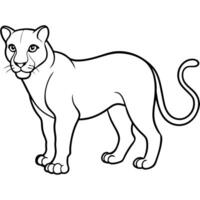 panther isolated on white background, illustration line art vector