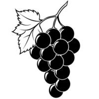 a close-up of a bunch of luscious, shiny black grapes hanging from a vine the deep, rich vector