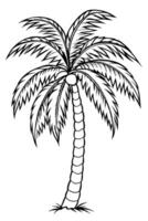 coconut tree, illustration line art vector