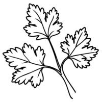 a coriander plant, illustration line art vector