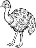 an emu, illustration line art vector
