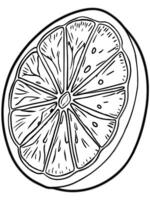 a detailed close-up of a sliced orange with segments showing, illustration line art vector