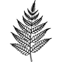 fern leaves, illustration line art vector
