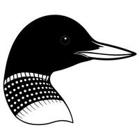 a common loon head with white background, illustration line art vector