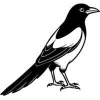 a silhouette of a magpie bird isolated white background, illustration line art vector