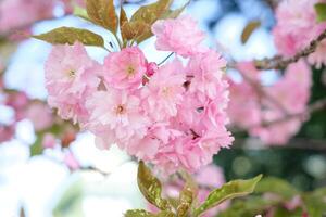 Close-up of a sakura tree branch on a clear sunny day photo