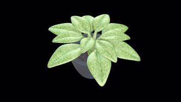 3D Stylized Plant Rotating on a Transparent Background. Seamless Loop. 4K video