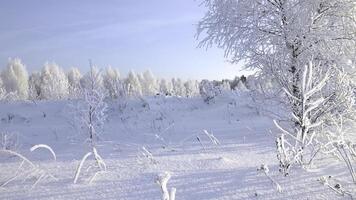 Beautiful winter landscape of forests and glades. Creative. Nature on winter day with clear snow and trees on horizon. Snowy glades on background of trees on winter day photo