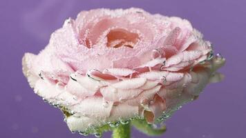 Violet background. Stock footage. A beautiful delicate rose on a bright background on which small drops of water are slightly swaying . photo
