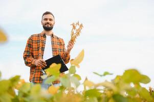 Farmer, agronomist in the soybean field. Controlling the growth of agricultural crops photo