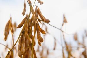Soybean pods with leaf and stem, crop planting at field photo