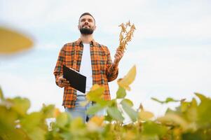 Farmer agronomist in soybean field checking crops before harvest. Organic food production and cultivation photo