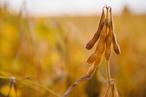 Soybean pods with leaf and stem, crop planting at field photo