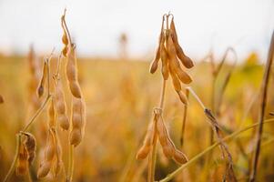 Soybean pods with leaf and stem, crop planting at field photo