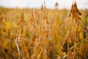 Soybean pods with leaf and stem, crop planting at field photo