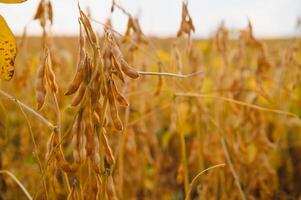 Soybean pods with leaf and stem, crop planting at field photo