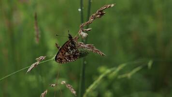 Butterfly in macro photography. Creative.A bright butterfly with red wings sits on a dry branch in the green grass and a little rain drips on it. photo