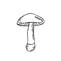 Hand drawn mushroom. Outline black forest element vector