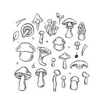 Hand drawn mushrooms set. Outline black forest elements vector