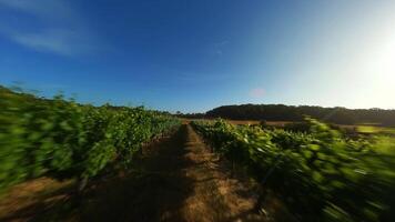 Grape fields in Australia. filming from a drone. video