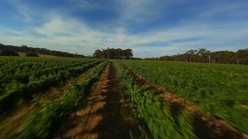 Grape fields in Australia. from a drone. video