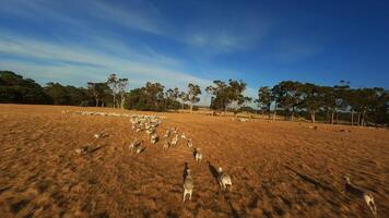 Running sheep in the field video