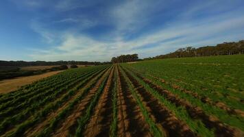 Grape fields in Australia. filming from a drone. video