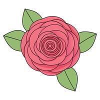 Camellia flower with green leaves vector