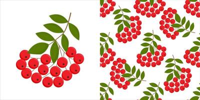 Rowan berries. Isolated rowan on white background. Seamless colorful autumn pattern with rowan berries and green leaves. Floral rowan illustration for print. vector