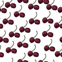 seamless pattern with dark red cherries, juicy fruits on a white background vector
